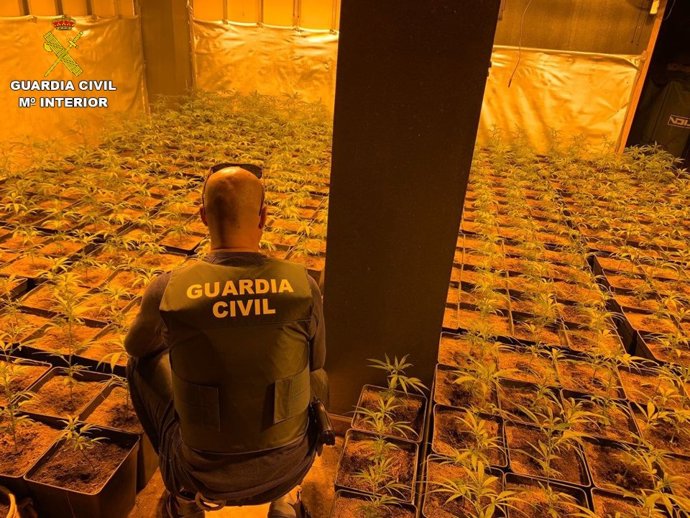 La Guardia Civil incauta 2.054 plantas de Cannabis sativa