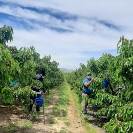 Trabajadores recogiendo cerezas en una finca del Baix Segre (Lleida).