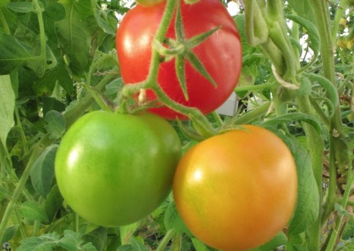 Tomates