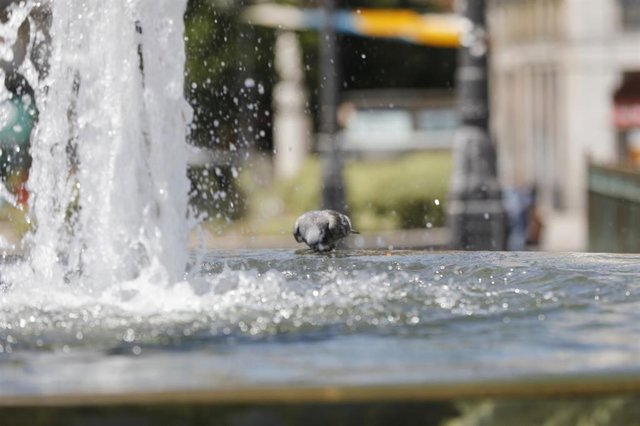 Archivo - Una paloma se acerca a beber en una de las fuentes gemelas de la Puerta del Sol  