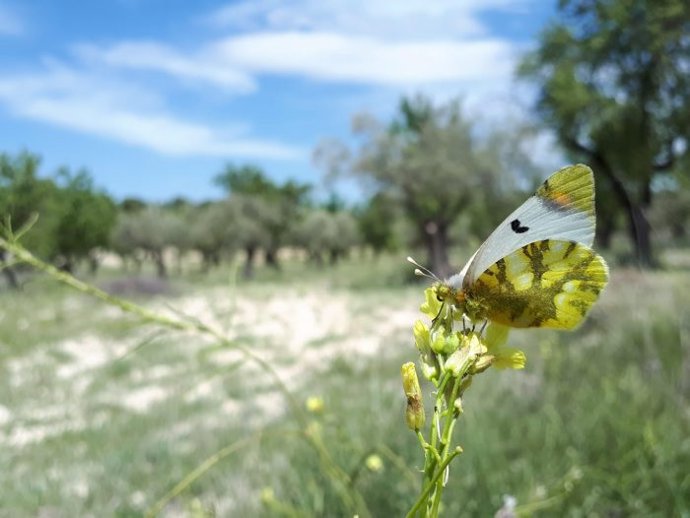 Ejemplar de Zegrí eupheme, amenazada de peligro de extinción en Catalunya y de la que hacía 14 años que no se tenían datos.