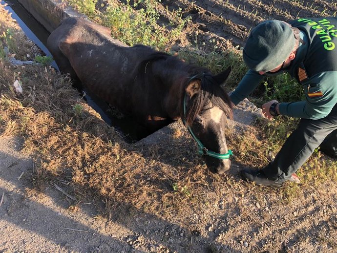 Rescate de un caballo caído a una acequia en Pedro Ruiz