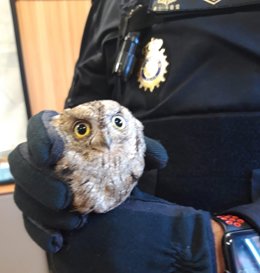 Cría de autillo hallada por una mujer en Valladolid.