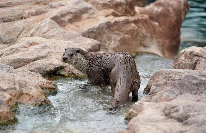 Imagen de una nutria europea en Terra Natura Murcia