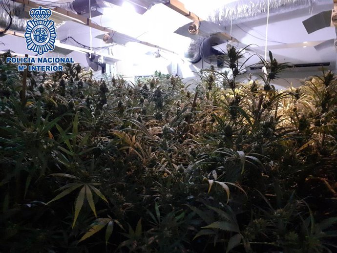 Algunas de las más de 590 plantas de marihuana localizadas por la Policía Nacional en Sanlúcar de Barrameda.