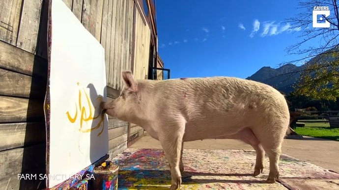 Pigcasso, la cerdita artista que vende cuadros por más de 8.000 libras, pinta a Boris Johnson