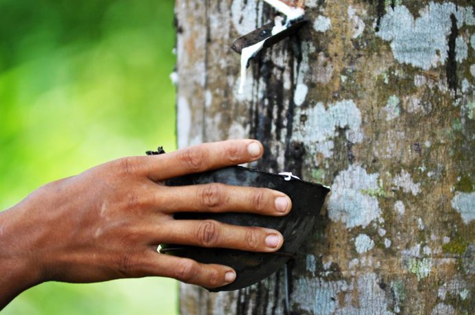 Extracción de caucho.