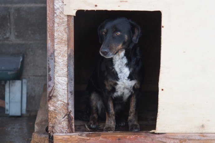 El contrato incluye la recogida de perros, su custodia y mantenimiento.