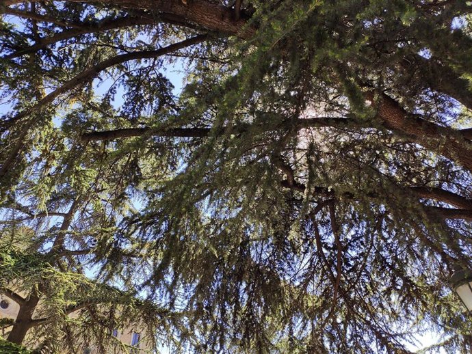 Árbol en Salamanca.