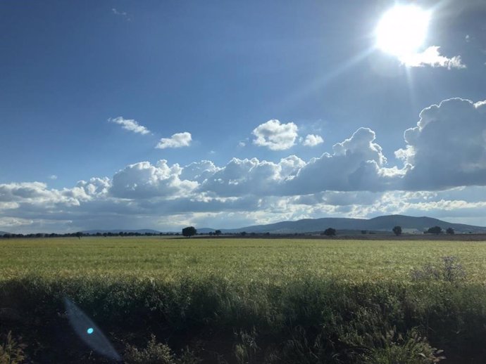 Campo. Agricultura.