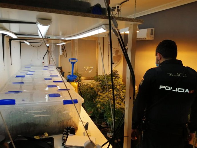 Imagen de la plantación intervenida por la Policía Nacional