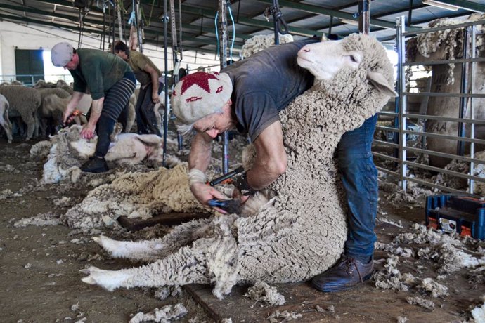 Esquileo de ovejas en la finca La Cocosa de Badajoz