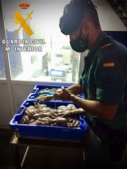 Un agente manipula el pulpo inmaduro decomisado por carecer de control sanitario