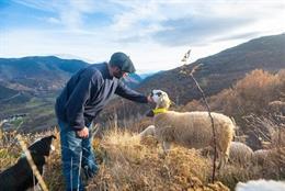 Arxiu - Foto d'un pastor amb una ovella.