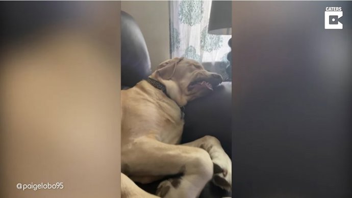 Las hilarantes caras que pone este perro mientras duerme se han hecho virales en TikTok con más de 2 millones de reproducciones