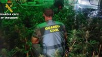 Tres detenidos con dos plantaciones de marihuana en casas rurales alquiladas en Chiclana (Cádiz)