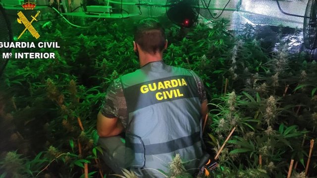 Plantación de marihuana intervenida en Chiclana