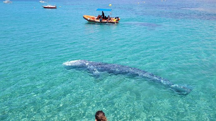 Ballena gris en la zona de Calvi (Mallorca).