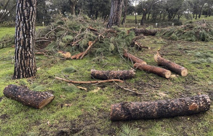 Archivo - Trozos cortados de troncos y ramas de árboles en la Casa de Campo, en Madrid (España), a 10 de febrero de 2021.