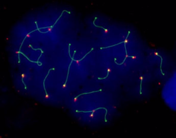 Célula germinal (espermatocito) de ratón con reordenamientos cromosómicos