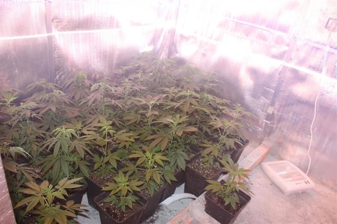 Plantas de marihuana intervenidas a 14 integrantes de un grupo criminal detenidos que operaba en varias provincias gallegas.