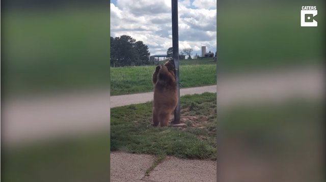 Capturan en vídeo al oso Baloo de la vida real "bailando" en una farola