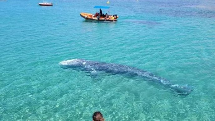 Ballena gris en la zona de Calvi (Mallorca).