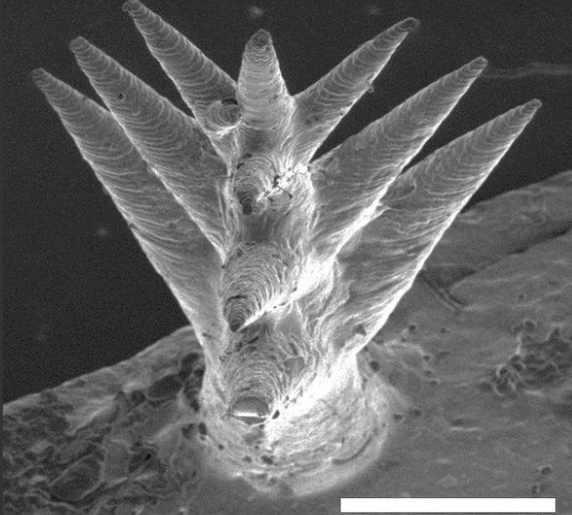 Imágenes de una micro-topología de árbol representativa individual. Barra de escala: 1 mm.