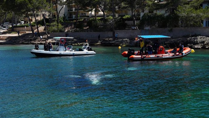 La ballena gris avistada en Calvi.