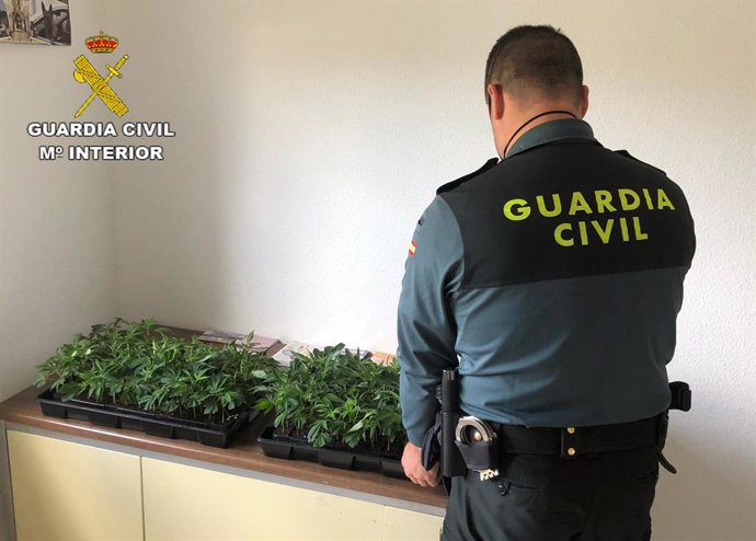 Un agente de la Guardia Civil con las plantas de marihuana intervenidas.