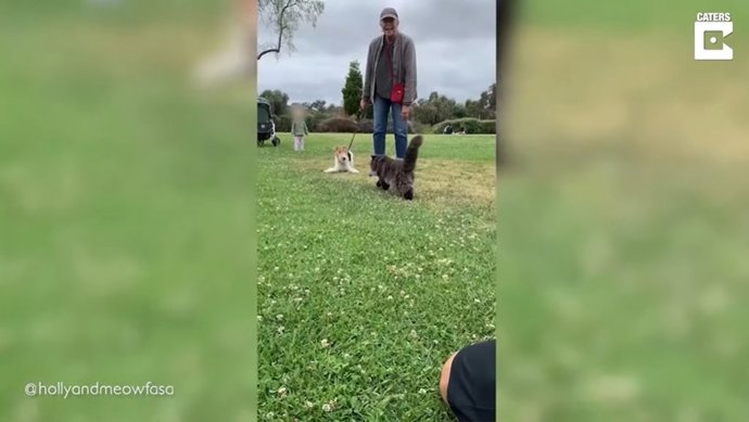 Deciden llevar a su gato al parque y lo que pasó se hizo viral en TikTok con más de un millón de visualizaciones