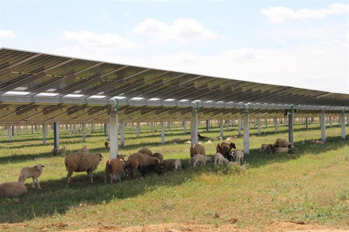 Ovejas entre paneles solares.