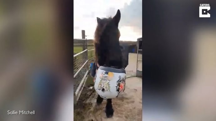 ¿Es Éste El Poni Más Travieso Del Reino Unido?