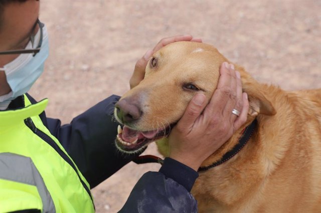 Uno de los perros que permanecen en el Refugio de Animales de Paterna (Valencia)