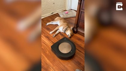 La siesta de este perro no hay robot aspirador que la perturbe