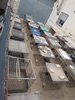 Decomisan medio centenar de gallos de pelea en una vivienda abandonada