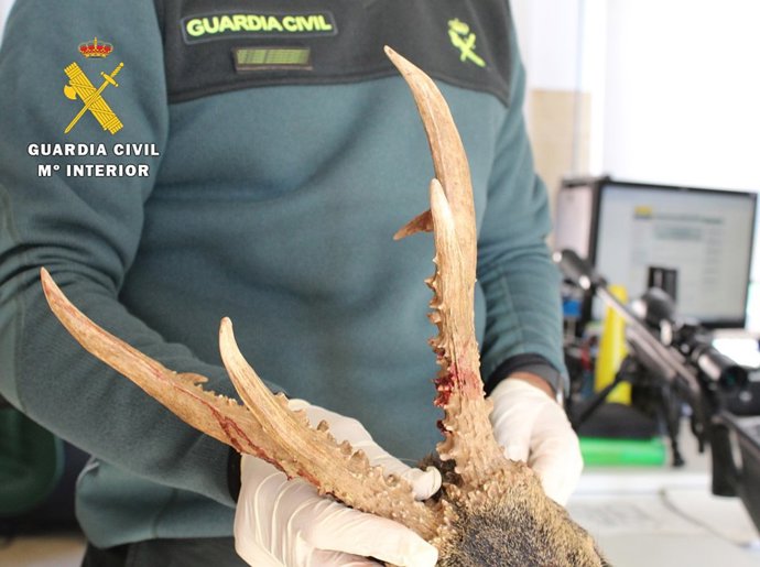 Detenidos in fraganti dos cazadores furtivos en Burgos que habían matado ilegalmente dos corzos y un gato montés.
