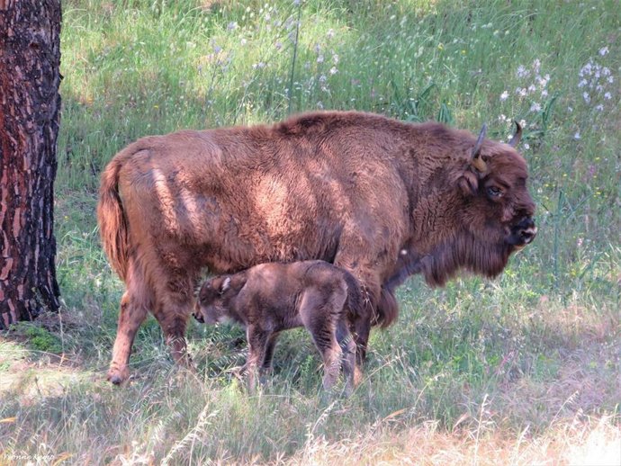 La cría de bisonte junto a su madre