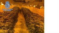 Dos detenidos y desmanteladas dos plantaciones de marihuana en una nave industrial de Alhendín (Granada)