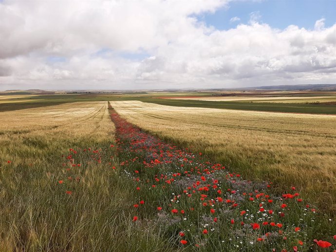 Campo con amapolas en Toledo