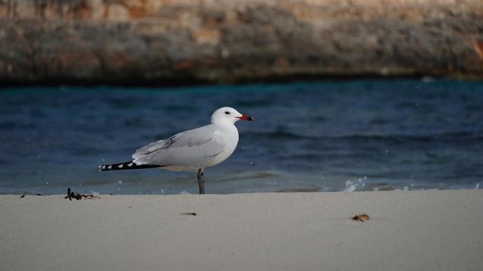 Ejemplar de una gaviota de Adouin.