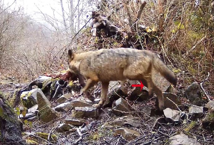 Imagen de FAPAS de un lobo con la pata rota