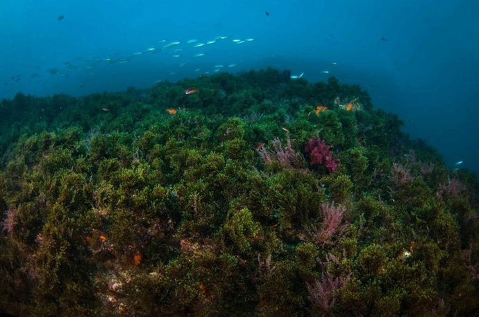 Alga asiática invasora.