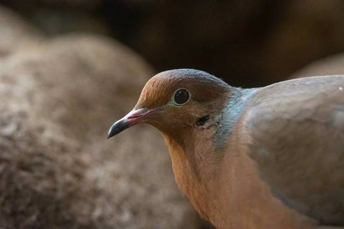 Neixen al Zoo de Barcelona dos polls de tórtora de Socorro, espcie considerada extinta