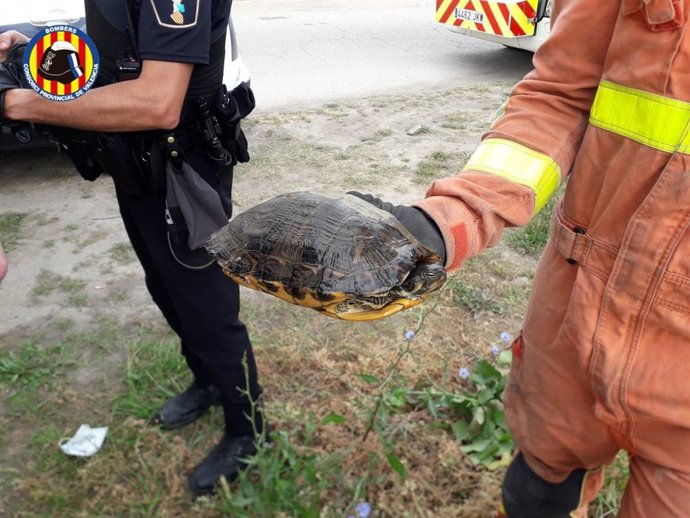 Los bomberos rescatan una tortuga en Alzira (Valencia)