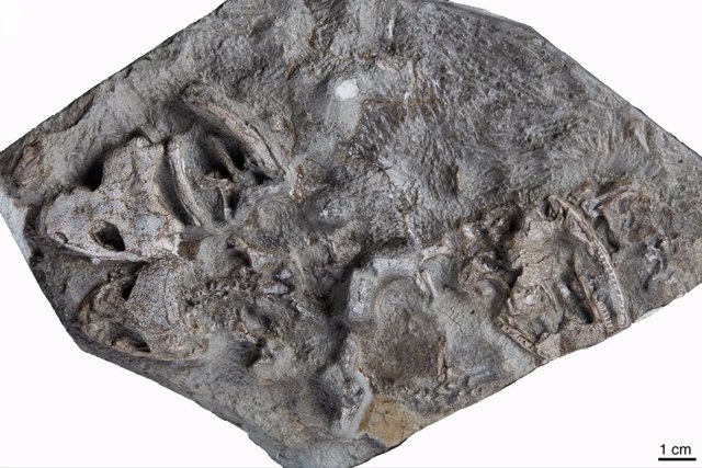Los cuatro especímenes fósiles de Micropholis stowi excavados en las Montañas Transantárticas