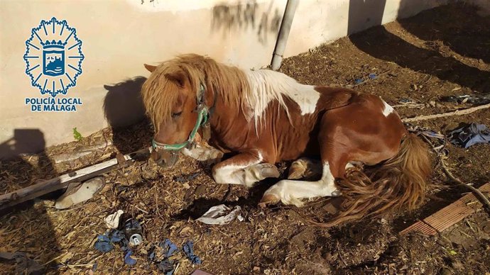 Pony abandonado en Málaga