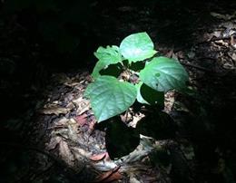 La caída en los niveles de pigmentos fotosintéticos de las plantas es parte de un mecanismo que adapta la maquinaria fotosintética para funcionar con menos luz, anticipándose así a un posible futuro en la sombra