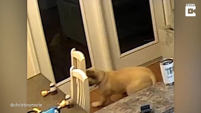 Este perro se asusta de su propio reflejo en el espejo