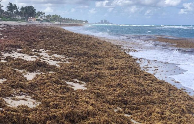 Una foto muestra sargazo amontonado en una playa en el condado de Palm Beach, Florida.